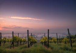 Rows of grapes in front of a nice sundown