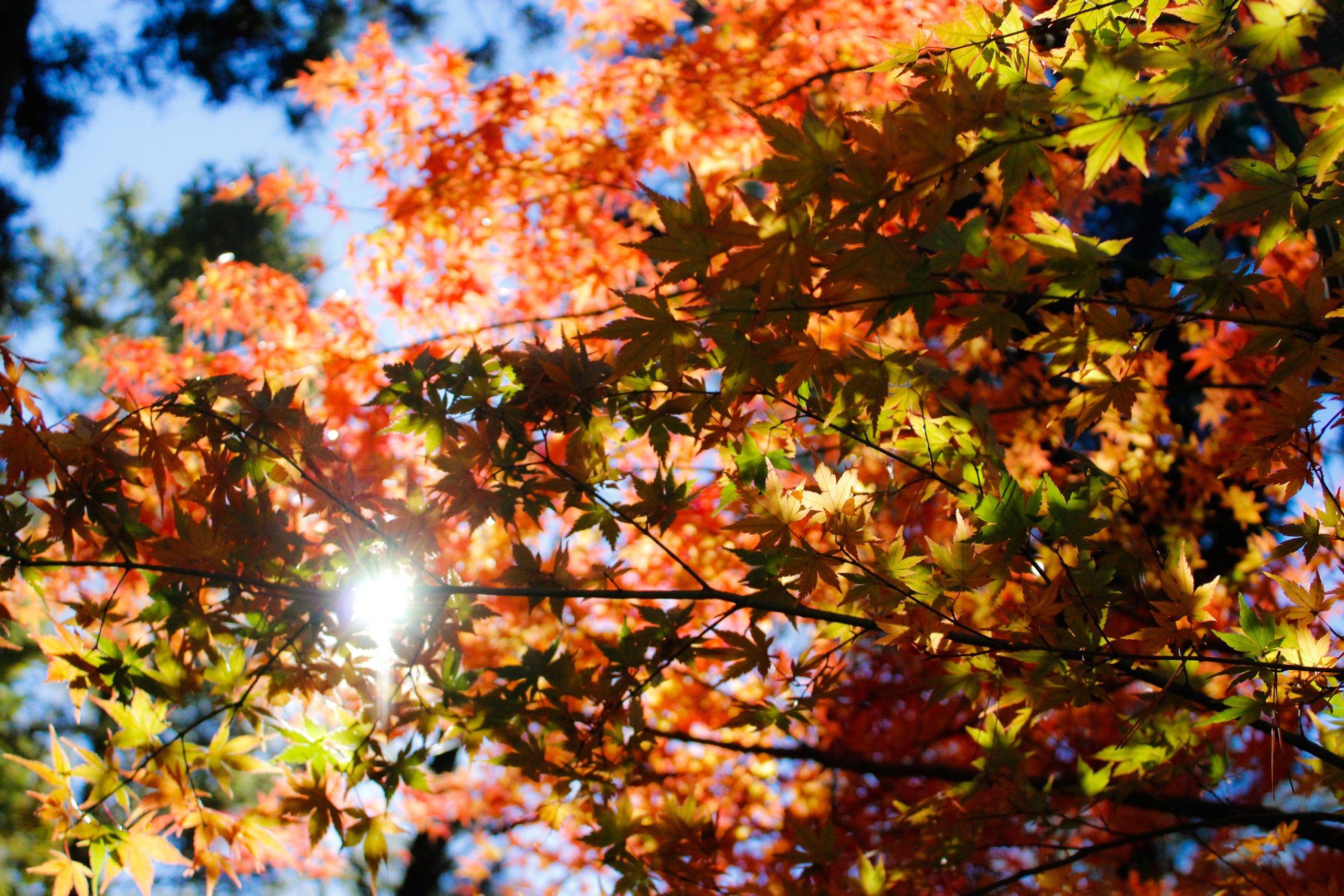 autumn leaves in New Zealand