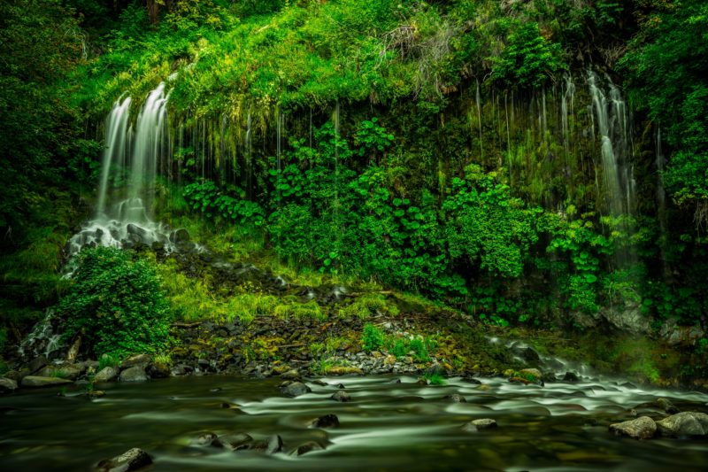 rain forest and nature