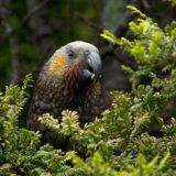 Kea in the forest
