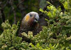 Kea in the forest