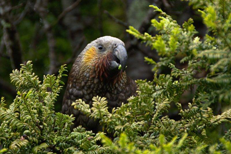 Kea in the forest