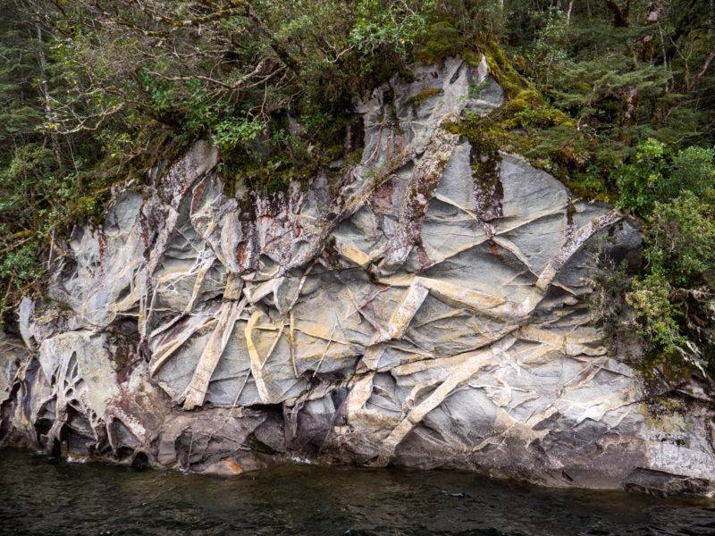 Petrified wood at Lake Manapouri