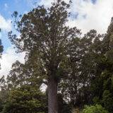 Visit the most beautiful Kauri Spots in New Zealand