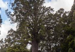 Kauri tree in front of the Warkworth museum