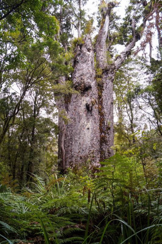 The 2nd biggest Kauri of New Zealand