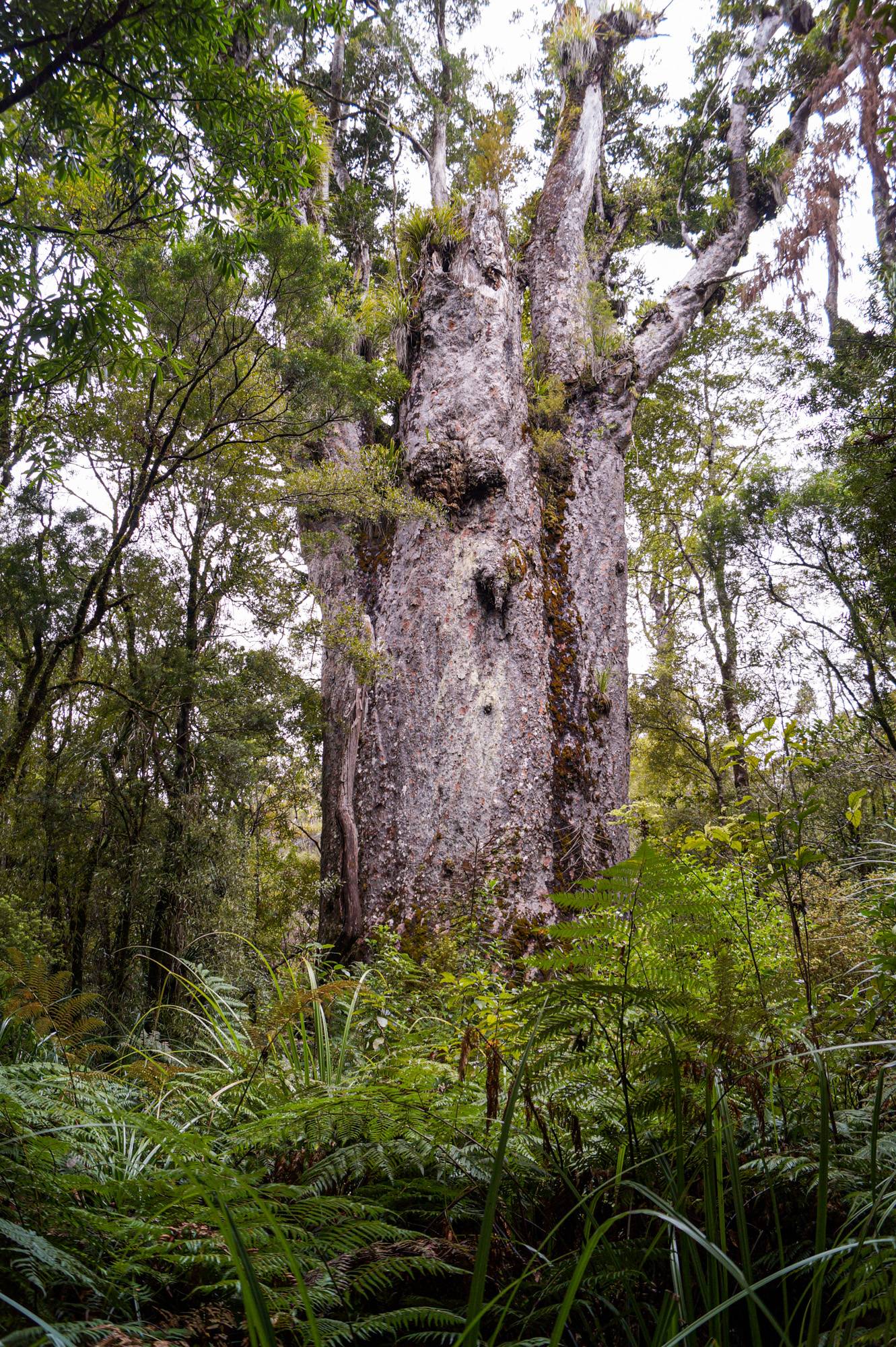 Visit the most beautiful Kauri Spots in New Zealand