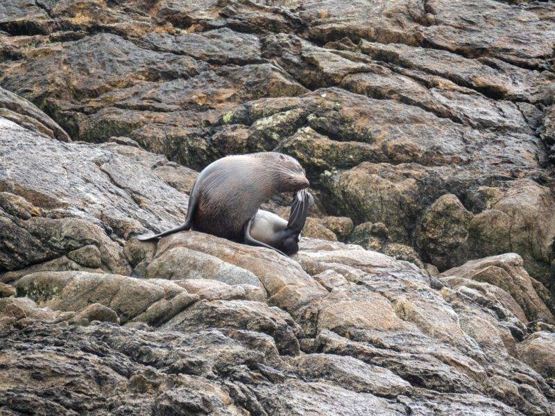 Wildlife in the Doubtful Sound