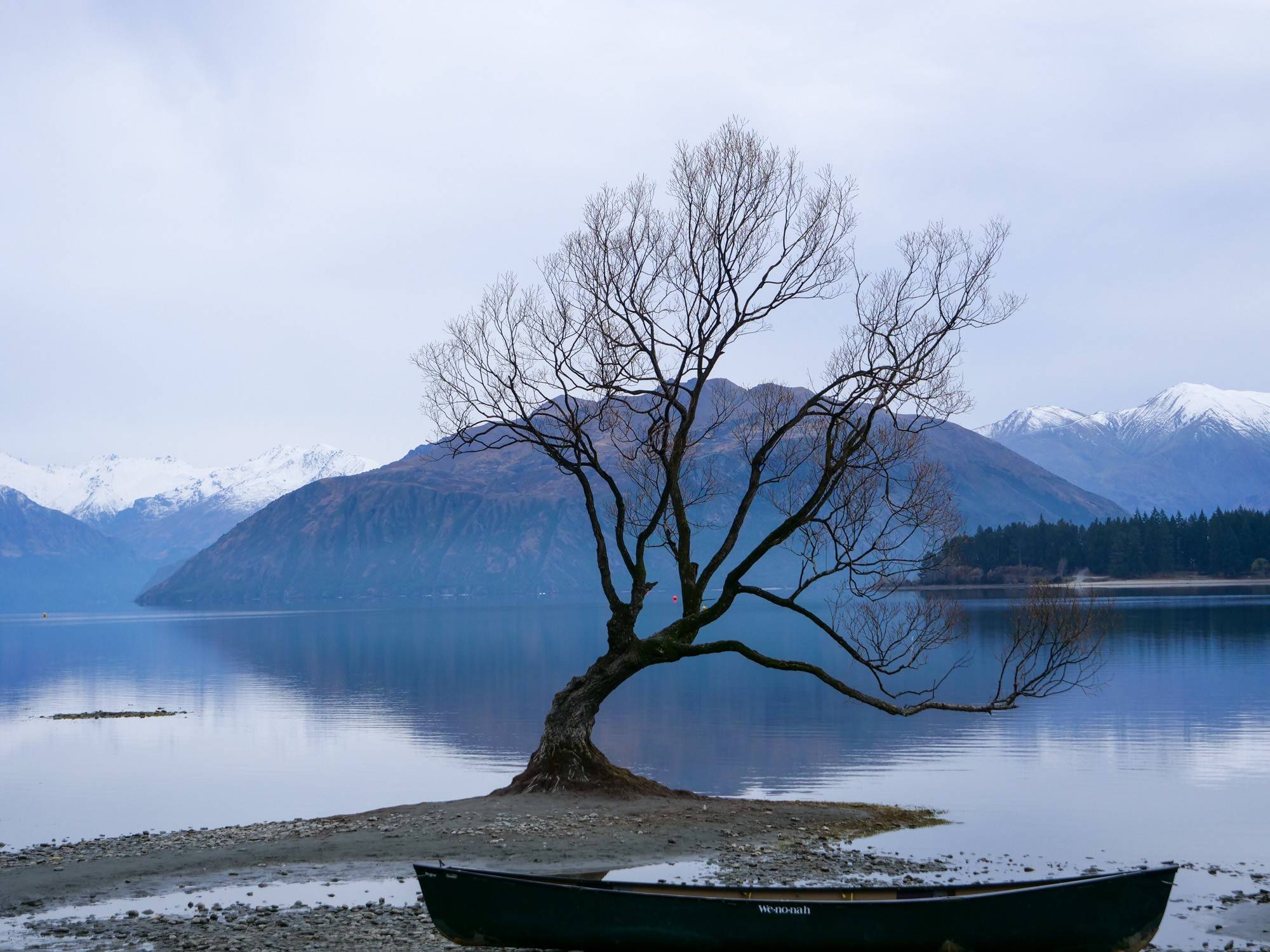 The Wanaka Tree