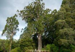 Kauri tree above Auckland