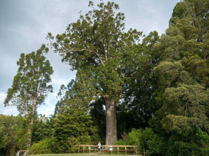 Kauri tree above Auckland