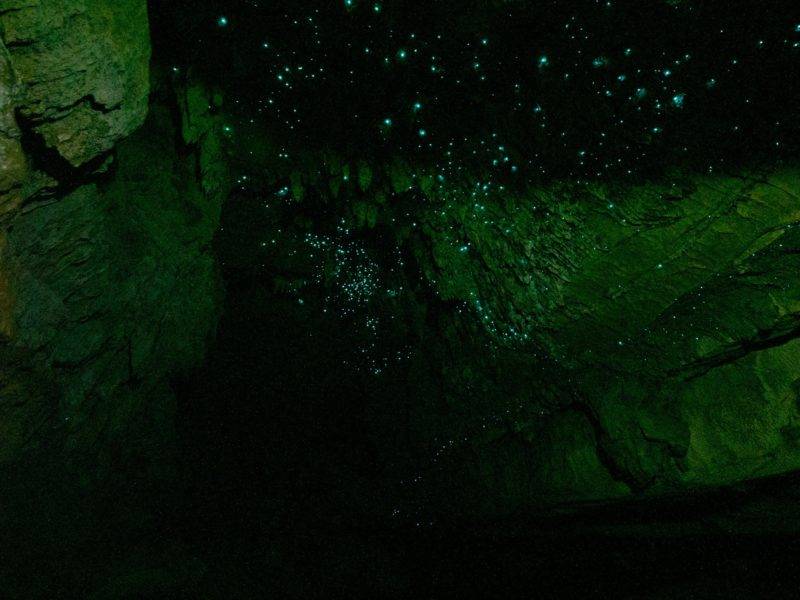 Waipu cave glowworms