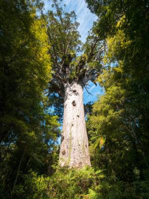 Tane Mahuta the god of the trees