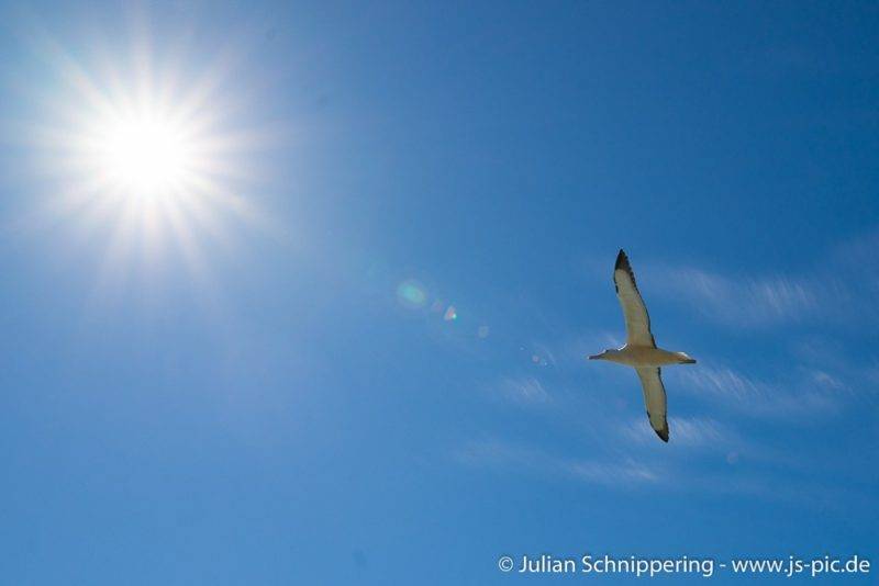 Albatross Colony Dunedin