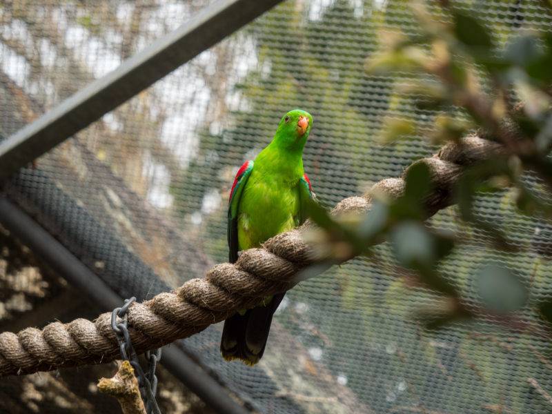 Vogel im Brooklands Zoo