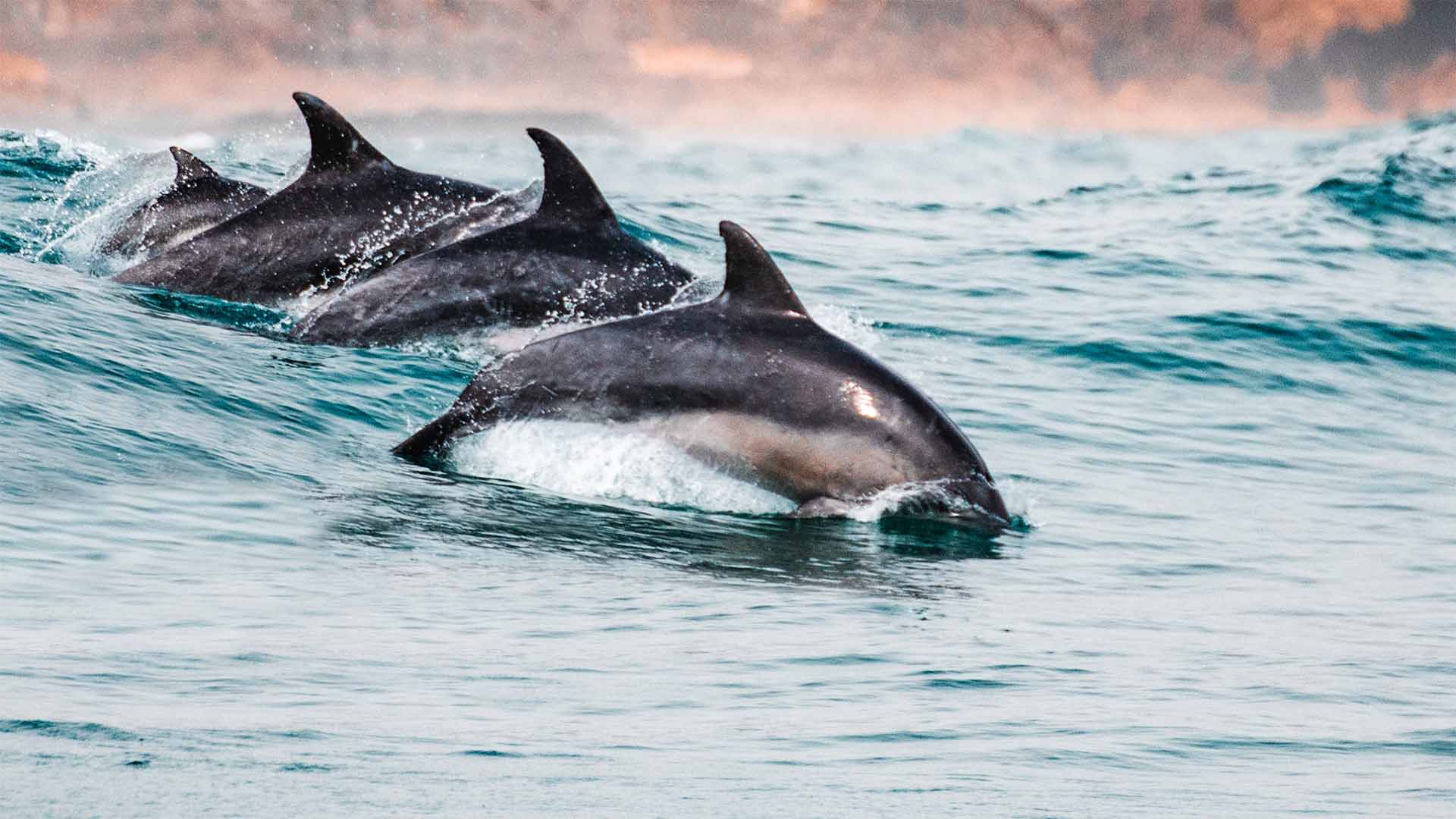 Dolphin swimming