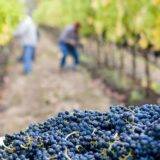Work on a vineyard with your SSE Visa