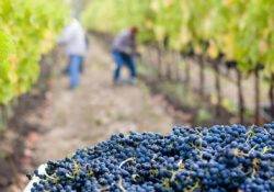 Work on a vineyard with your SSE Visa
