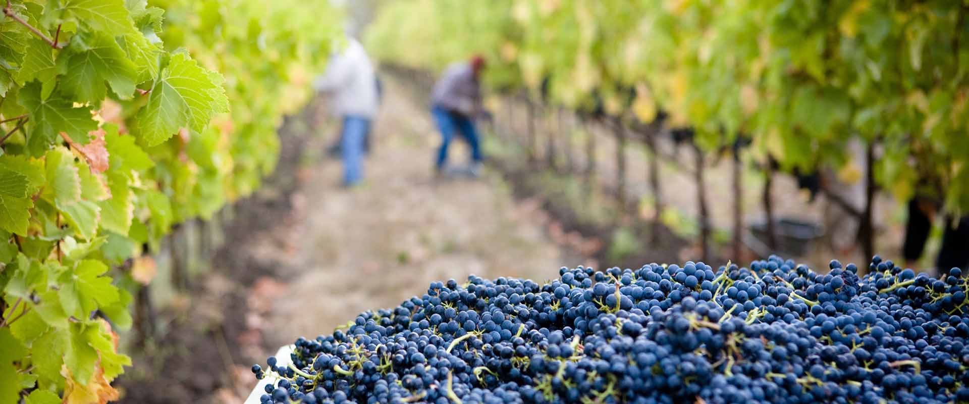 Work on a vineyard with your SSE Visa